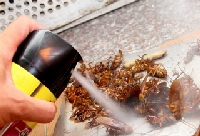 Dùng thuốc diệt côn trùng sao cho không hại người?