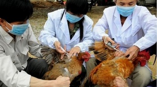 WHO cảnh báo nguy cơ bùng phát đại dịch cúm H7N9