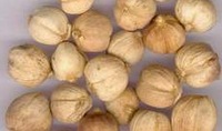 Bạch đậu khấu trị bệnh đường tiêu hóa