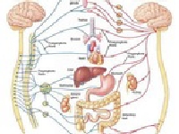 Rối loạn thần kinh thực vật do đâu?