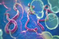 Sự nguy hiểm của virut Ebola