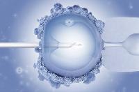 Tiêm tinh trùng vào bào tương noãn: Kỹ thuật chữa vô sinh an toàn