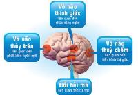 Rối loạn ngôn ngữ do tổn thương não